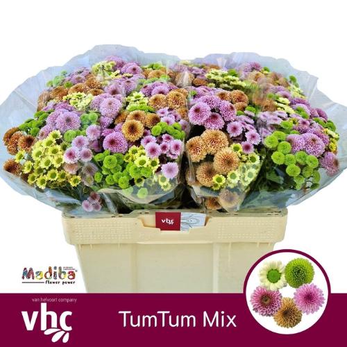 Chrysanthemum Indicum Grp tros santini gemengd