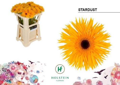 Gerbera grootbloemig 'Stardust'