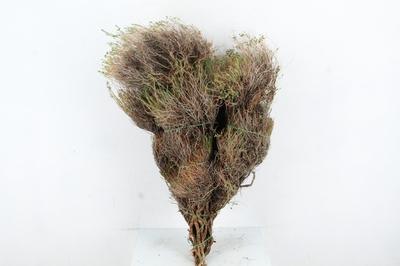 Decoratiegroen overig