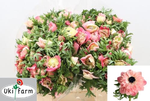 Anemone coronaria 'Levante Rosa'