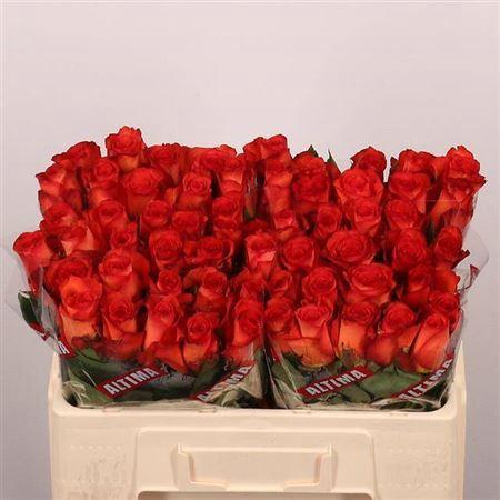 Rosa grootbloemig Meteor