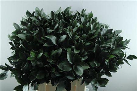 Ruscus hypophyllum (groot blad)