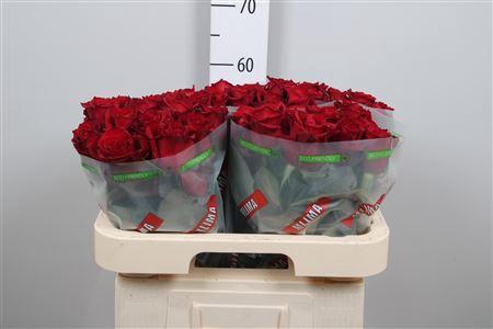 Rosa grootbloemig Ever Red