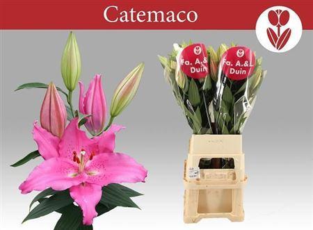 Lilium Oriental Grp 'Catemaco'