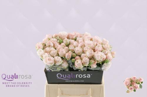Rosa tros Bombastic