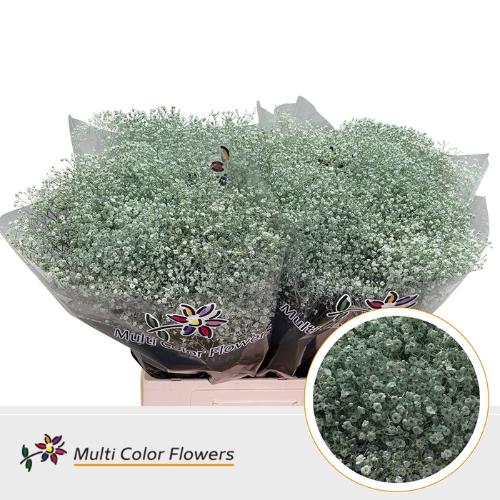 Gypsophila overig kleurbehandeld H%