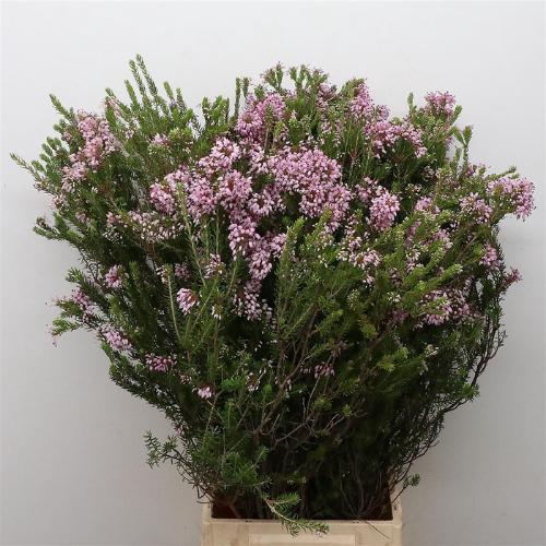 Erica per bos