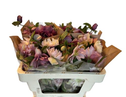 Helleborus orientalis 'Queens Double Pink'