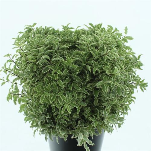 Pittosporum overig