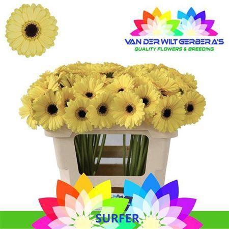 Gerbera mini 'Surfer'