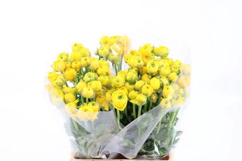 Ranunculus asiaticus 'Amandine Gold'