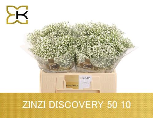 Gypsophila paniculata Zinzi Discovery