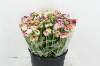 Ranunculus overig