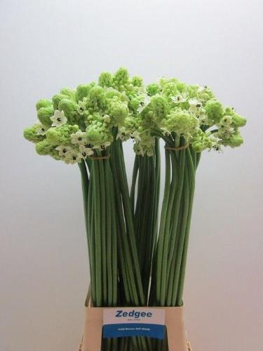 Ornithogalum saundersiae