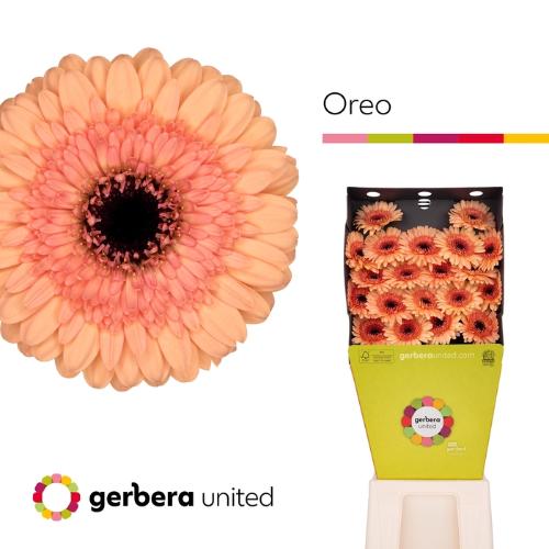 Gerbera mini Oreo