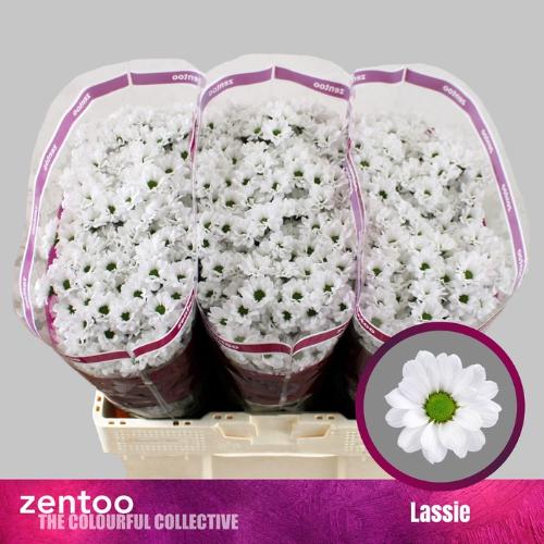 Chrysanthemum (Indicum Grp) tros santini AAA Lassie