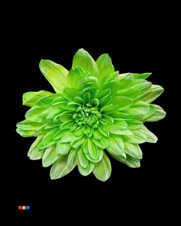 Chrysanthemum Indicum Grp tros kas kleurbehandeld H%