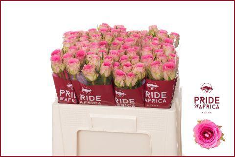 Rosa grootbloemig Time Square