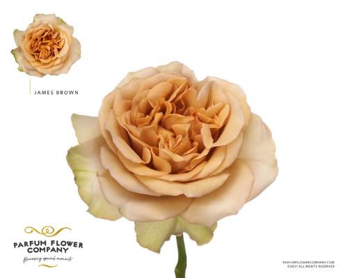 Rosa grootbloemig overig