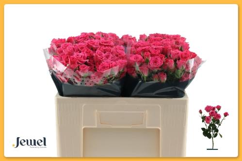 Rosa tros Lovely Lydia