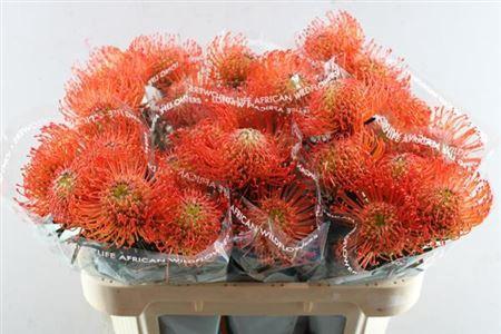 Leucospermum cordifolium 'Succession'