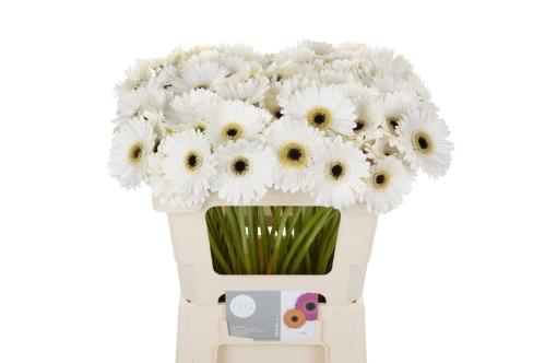 Gerbera mini Lido