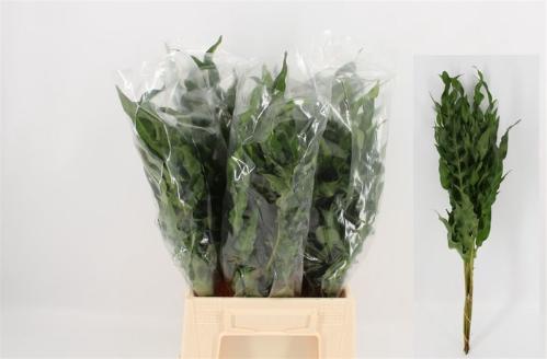 Caryota mitis