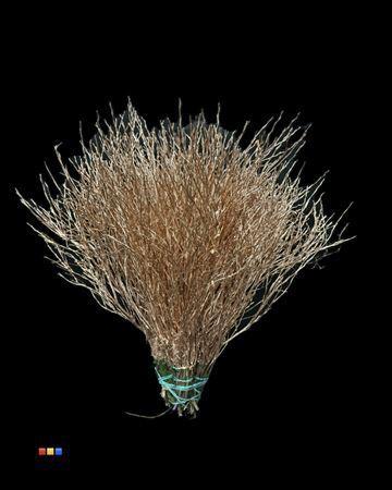 Vaccinium kleurbehandeld H%