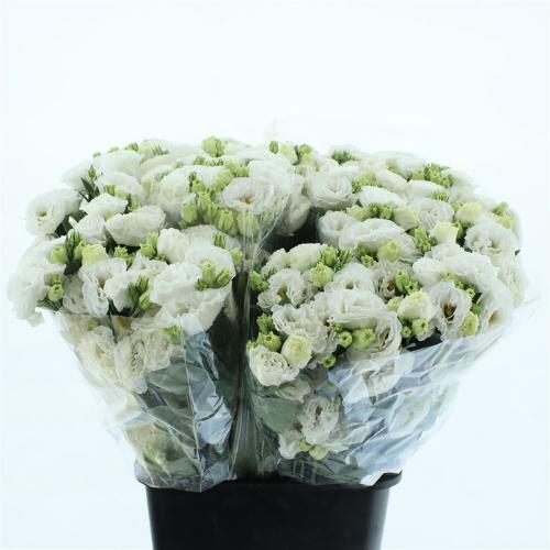 Eustoma russellianum gevuldbloemig 'Celeb White'