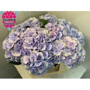 Hydrangea macrophylla 'Verena' (blauw)