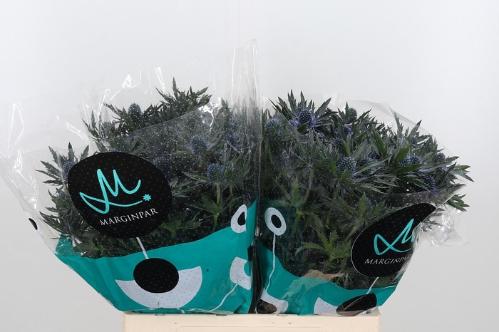 Eryngium Orion Questar