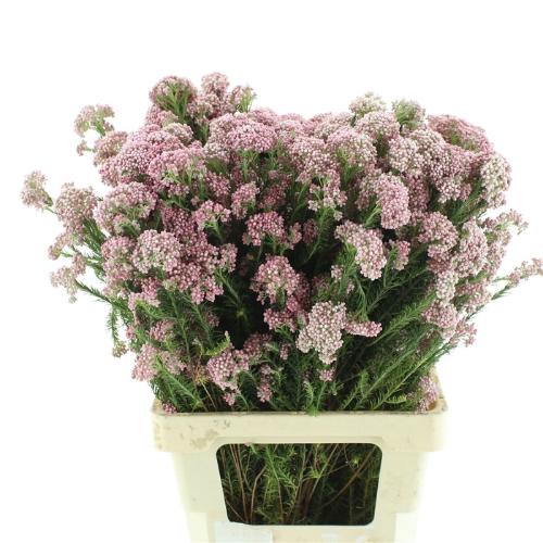 Ozothamnus 'Cooks Tall Pink'