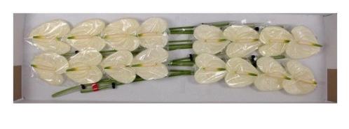 Anthurium Andreanum Grp Moments