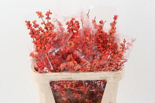 Ilex verticillata Oudijk's Orange