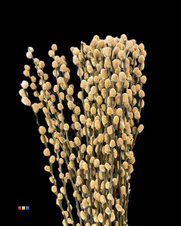 Salix H%