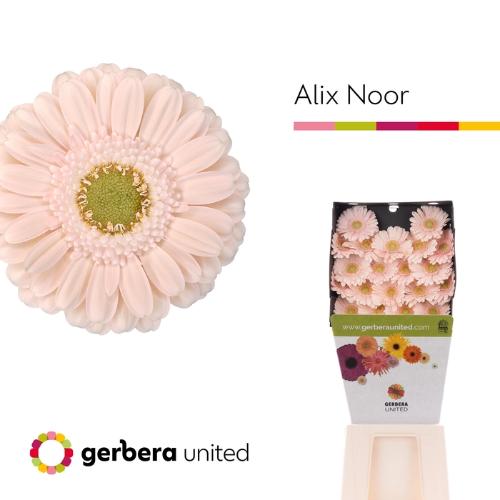 Gerbera mini Alix-Noor