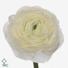 Ranunculus asiaticus 'Amandine White'