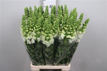 Antirrhinum majus 'Potomac Early White'