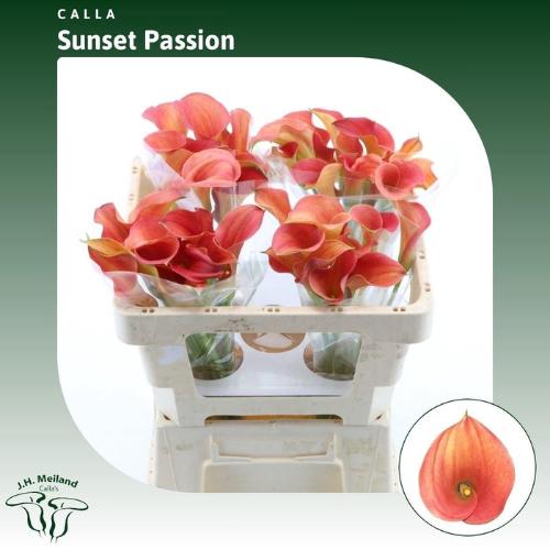 Zantedeschia 'Sunset Passion'