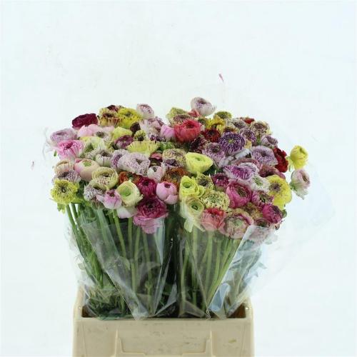 Ranunculus overig