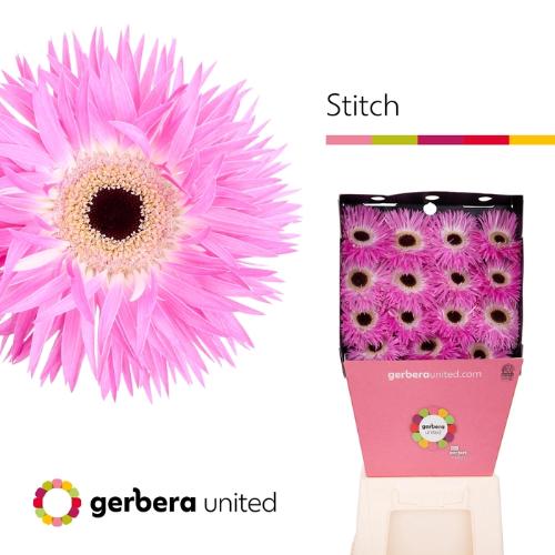 Gerbera grootbloemig spinvormig Stitch+
