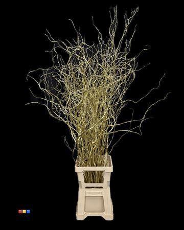 Salix kleurbehandeld H%