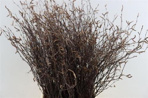Betula per bos