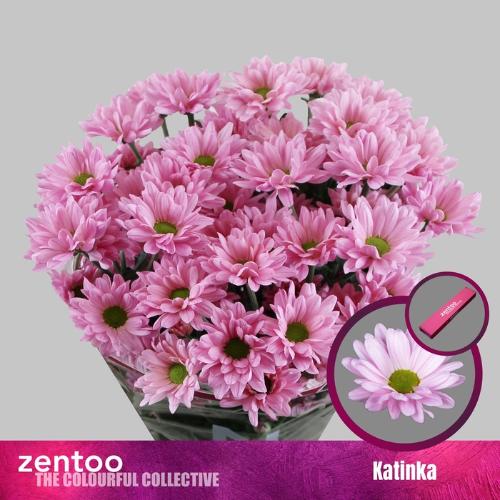 Chrysanthemum Indicum Grp tros kas 'Katinka'