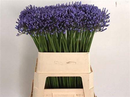 Agapanthus 'Donau'