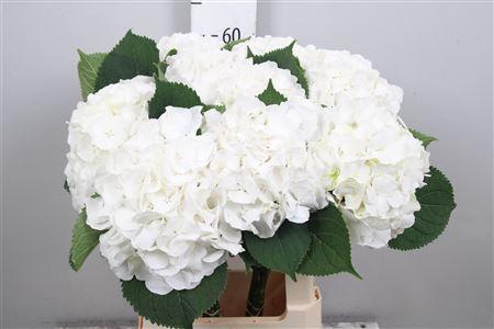 Hydrangea macrophylla Noordpool