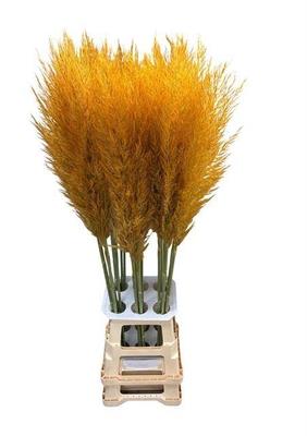 Cortaderia selloana kleurbehandeld H%