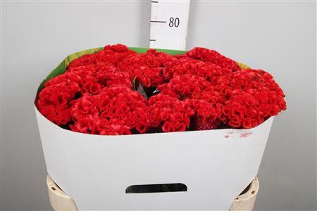Celosia argentea (Cristata Grp) Smashing