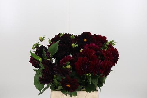 Dahlia 'Arabian Night'