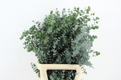 Eucalyptus gunnii Azura